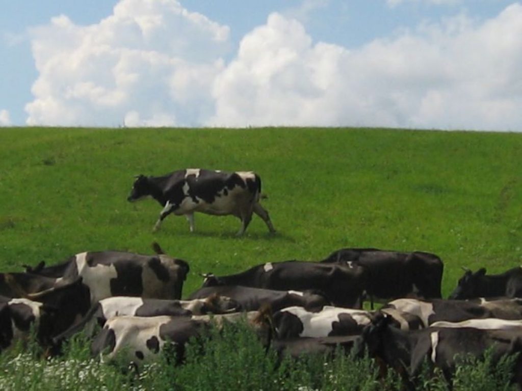 Коровы, пастбище