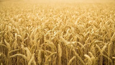 Снижение мировых цен на пшеницу