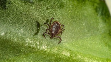 клещ, насекомое, опасность