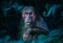 оспа обезьян, ВОЗ