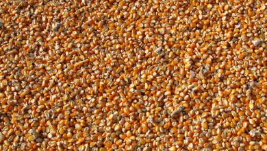 кукурузное зерно