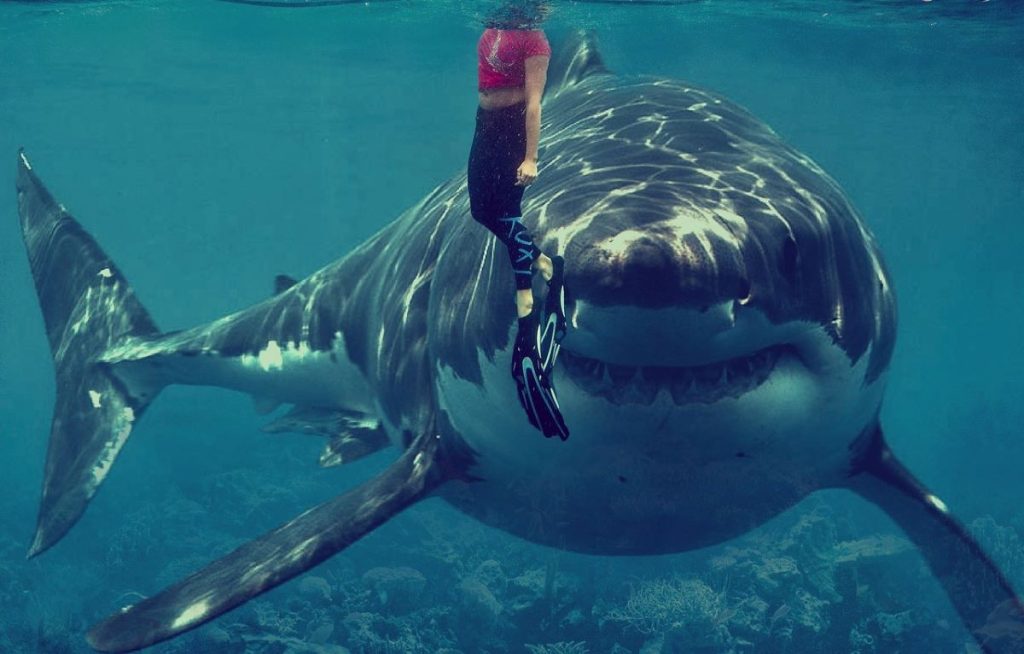 Акула, Египет, Хургада