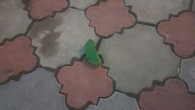 Мина Лепесток