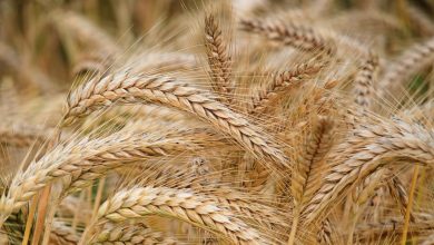 Пшеница, зерно, урожай