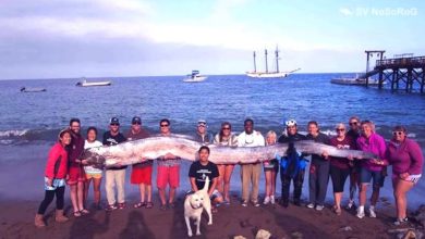 Сельдяной король, рыба