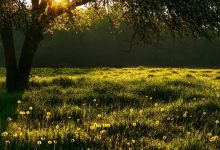 лето, погода