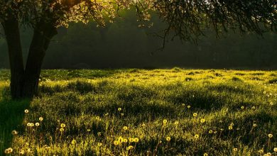 лето, погода