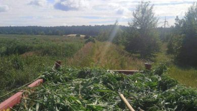 Покос конопли