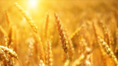 пшеница, зерновые культуры