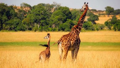 Африка, жирафы