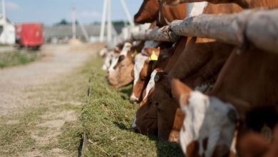 Коровы на ферме