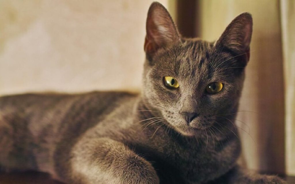 Русская голубая кошка