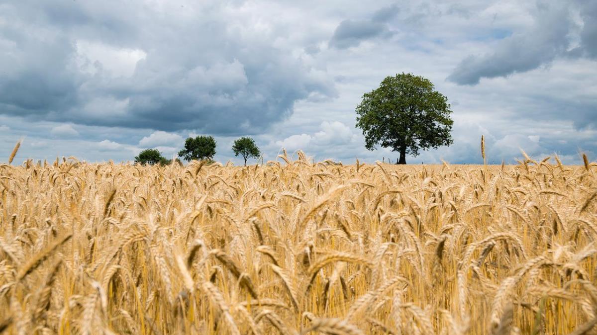 В ДНР ожидают, что республика будет полностью обеспечена пшеницей