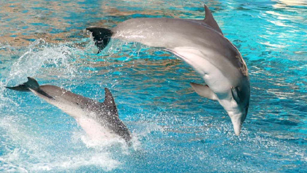 Дельфины