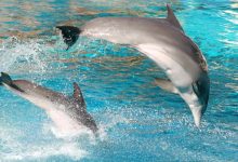 Дельфины