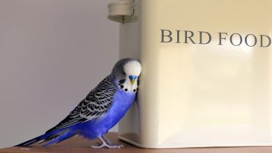 Чем можно кормить волнистого попугая 24