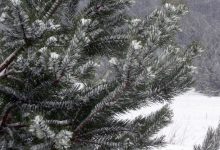 Елка, снег, зима