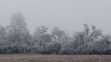 Зимнее утро, туман