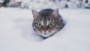 снег, кот, погода