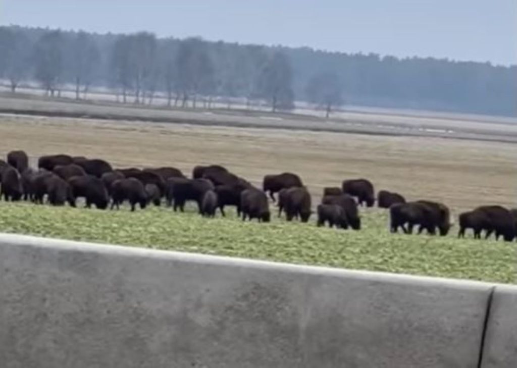 Стадо зубров