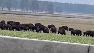 Стадо зубров