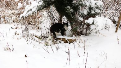 Кошка на снегу