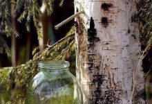 Березовый сок