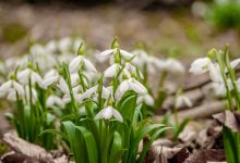 Подснежники, март