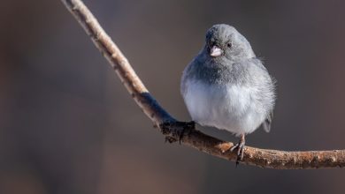 погода, птица, весна