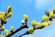 Весна, верба