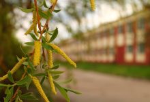 Весна, зелень