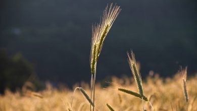зерновая сделка, пшеница