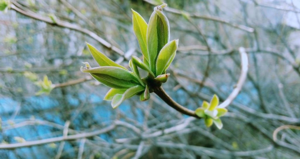 Весна, листики