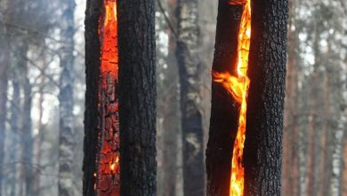 В Беларуси за сутки потушили 15 лесных пожаров 2