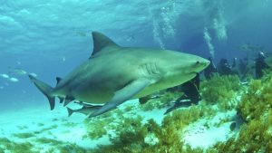 В Египте погиб гражданин РФ в результате нападения акулы 26