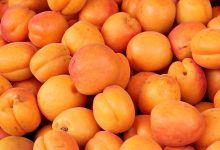 Специалист рассказала, кому стоит отказаться от абрикосов 9