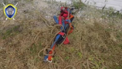 ЧП на свинокомлексе в Берестовицком районе