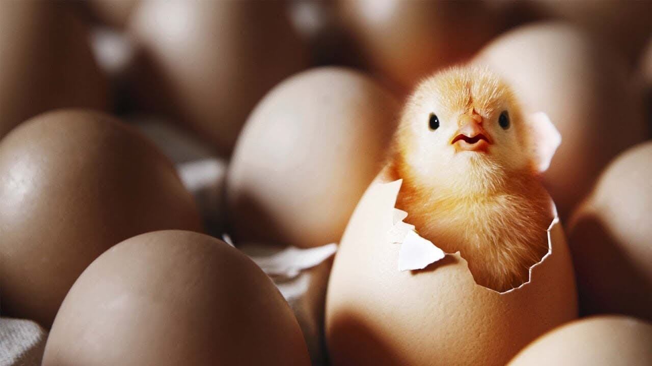 Зарубежные ученые выяснили, что появилось раньше – курица или яйцо