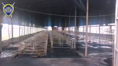 Сгоревший профилакторий для телят