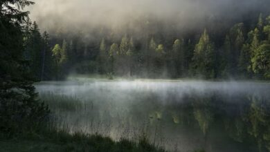 Лесной водоем