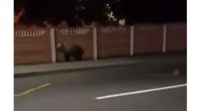 Медведь в Колодищах