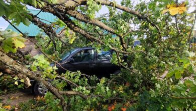 Поваленные деревья