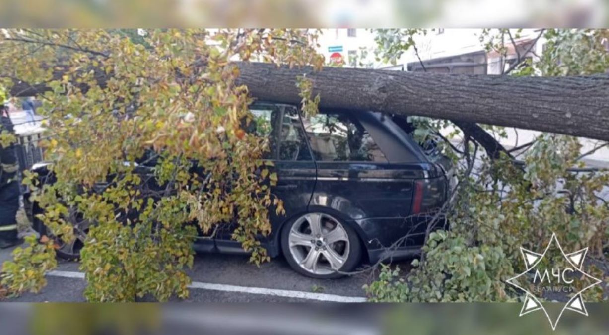 В Минске упавшие деревья повредили шесть автомобилей