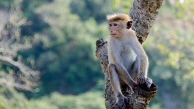 Шри-Ланка, обезьяна