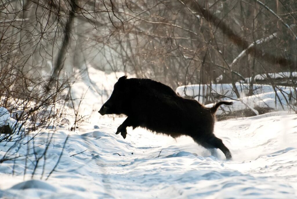 Кабан в лесу