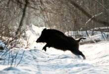 Кабан в лесу