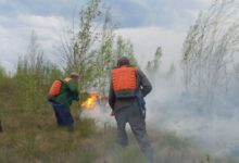 Лесной пожар в Брестской области