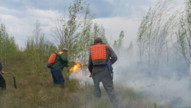 Лесной пожар в Брестской области