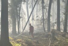 За прошедшие сутки в лесном фонде Минлесхоза было ликвидировано 6 возгораний