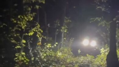 В Брестской области спасатели помогли заблудившейся в лесу женщине